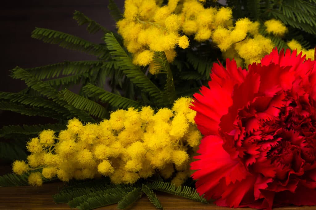 Fleurs et bouquets de conscrits (mimosa et oeillet rouge)