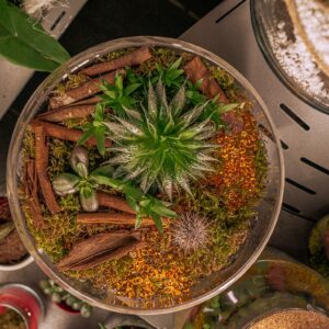Composez votre terrarium