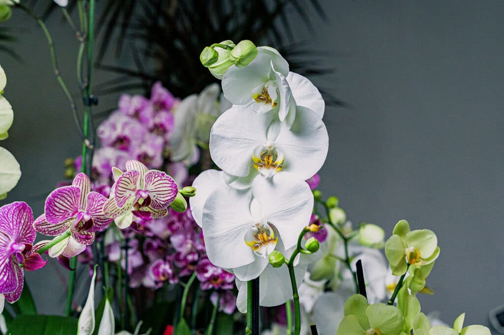 Orchidées blanches