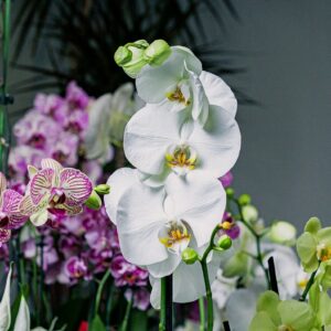 Orchidées blanches