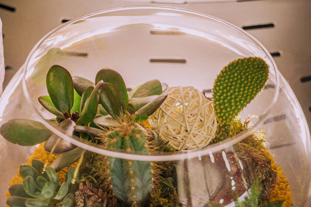 Les plus beaux terrariums