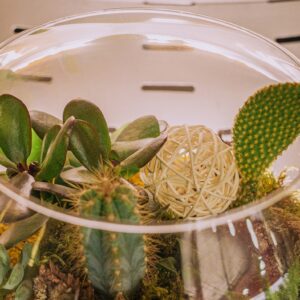 Les plus beaux terrariums