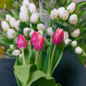 Tulipes roses