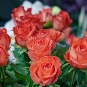 Bouquet de roses