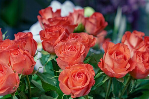Bouquet de roses