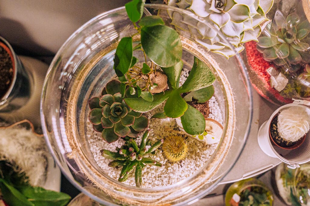 Terrariums : demandez conseils