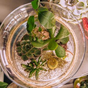 Terrariums : demandez conseils
