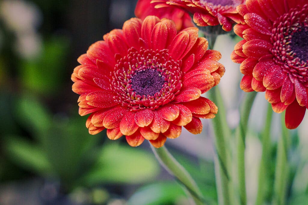 Fleurs coupées : germinis rouges