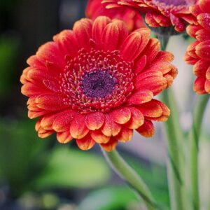 Fleurs coupées : germinis rouges