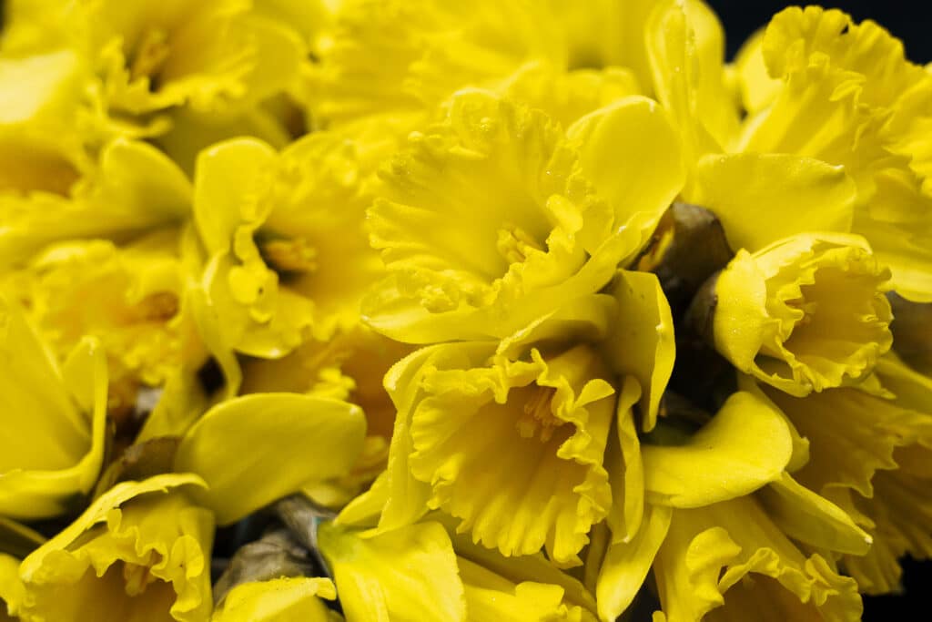 Bouquet de jonquilles