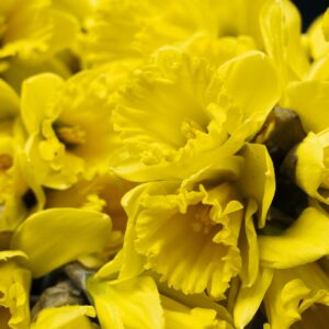 Bouquet de jonquilles