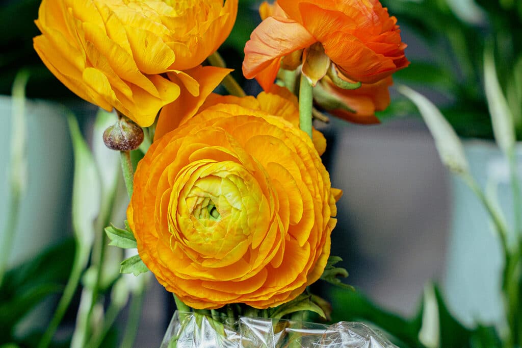 Bouquet de renoncules orange