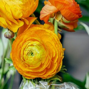Bouquet de renoncules orange
