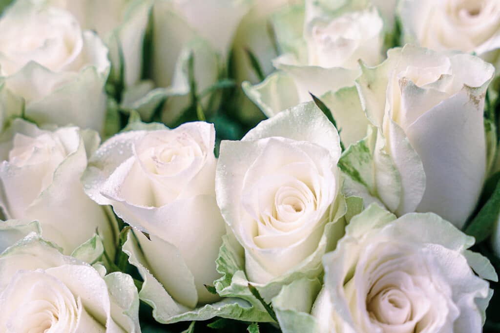 Roses blanches coupées pour bouquet