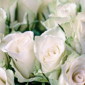 Roses blanches coupées pour bouquet