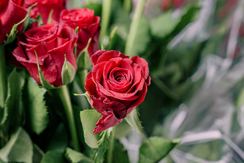Fleurs à offrir, roses rouges