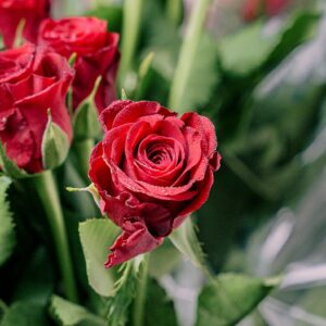 Fleurs à offrir, roses rouges