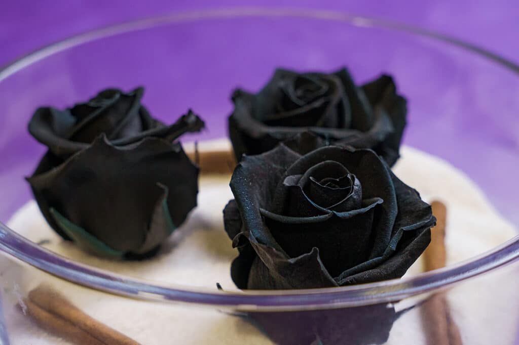Roses stabilisées noir