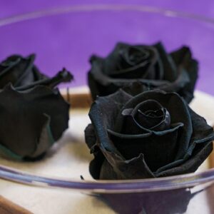 Roses stabilisées noir