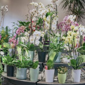 Large choix d'orchidées
