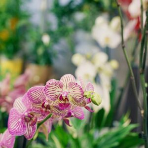 Orchidées