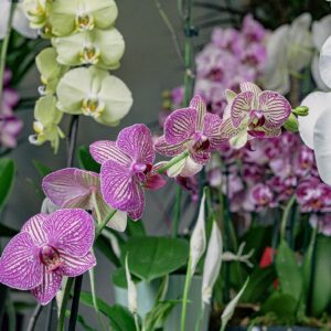 Orchidées roses
