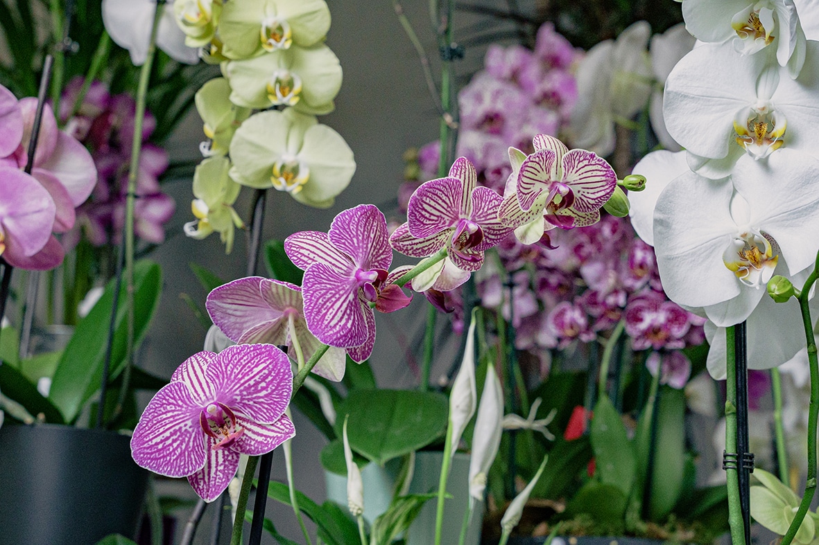 Orchidées roses