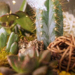 Terrarium décoration