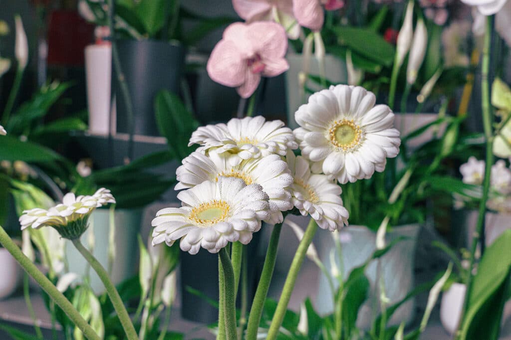 Germini blanc pour bouquet et composition