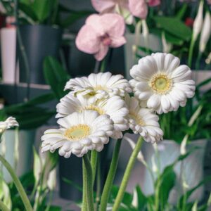 Germini blanc pour bouquet et composition