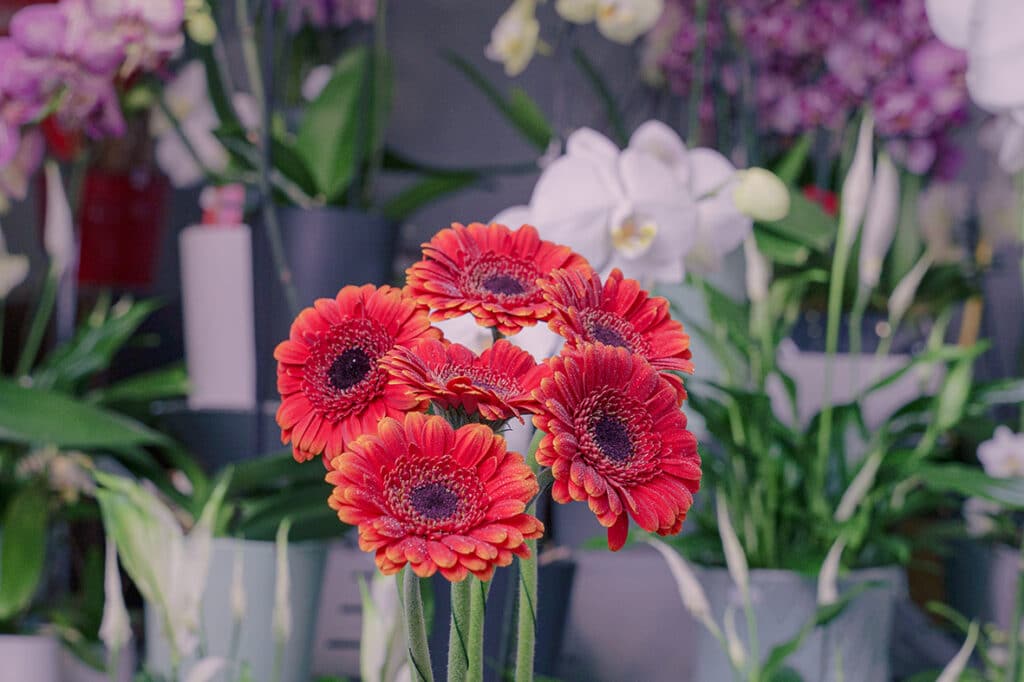 Gerbera rouge pour bouquet et composition