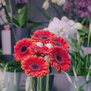 Gerbera rouge pour bouquet et composition