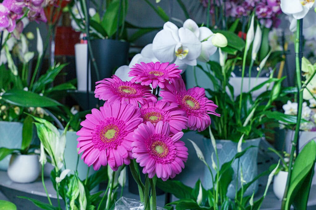 Gerbera roses pour bouquet