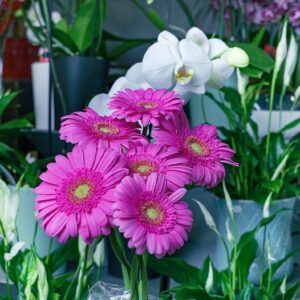 Gerbera roses pour bouquet