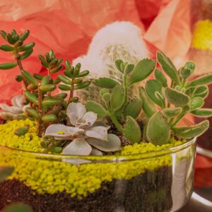 Choix de terrariums