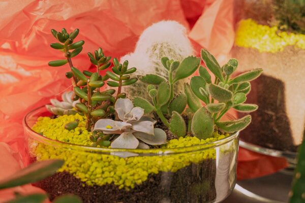 Choix de terrariums