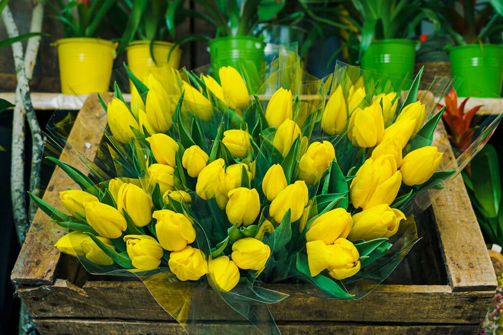 Tulipes jaunes