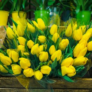 Tulipes jaunes