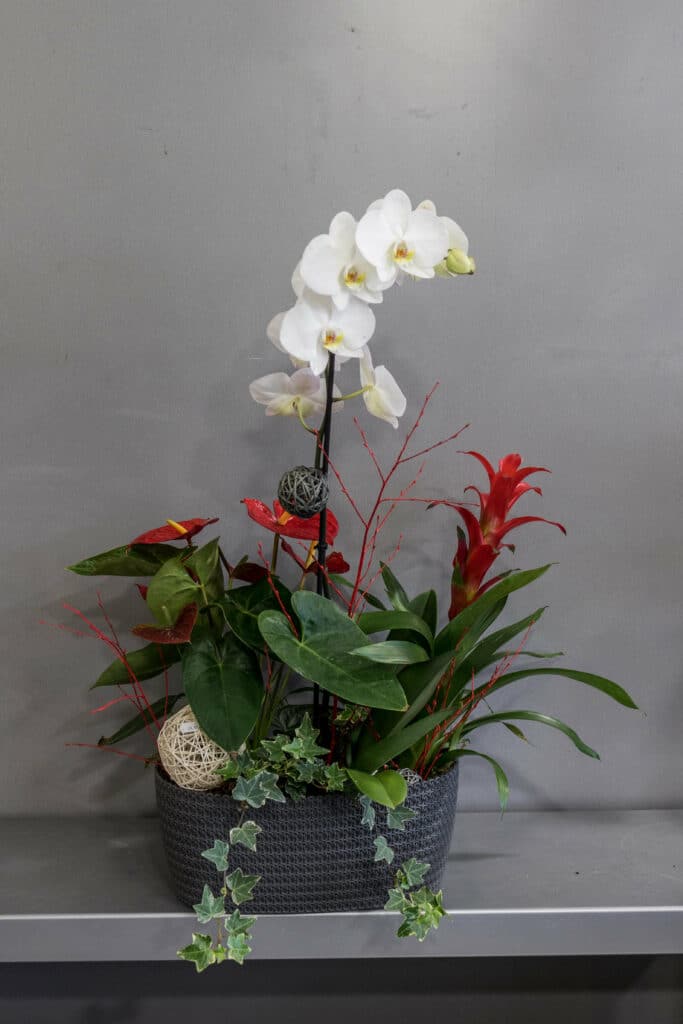 Composition plante et orchidée