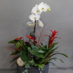 Composition plante et orchidée
