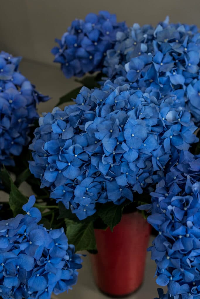 Hortensia bleu coupé villefranche