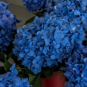 Hortensia bleu coupé villefranche