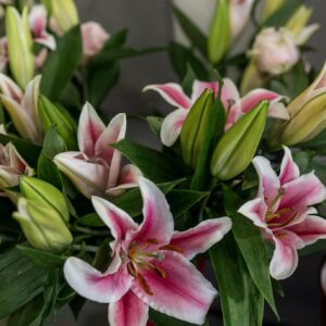 Lys et fleurs coupées villefranche roussieux