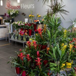 Large choix de plantes sur villefranche