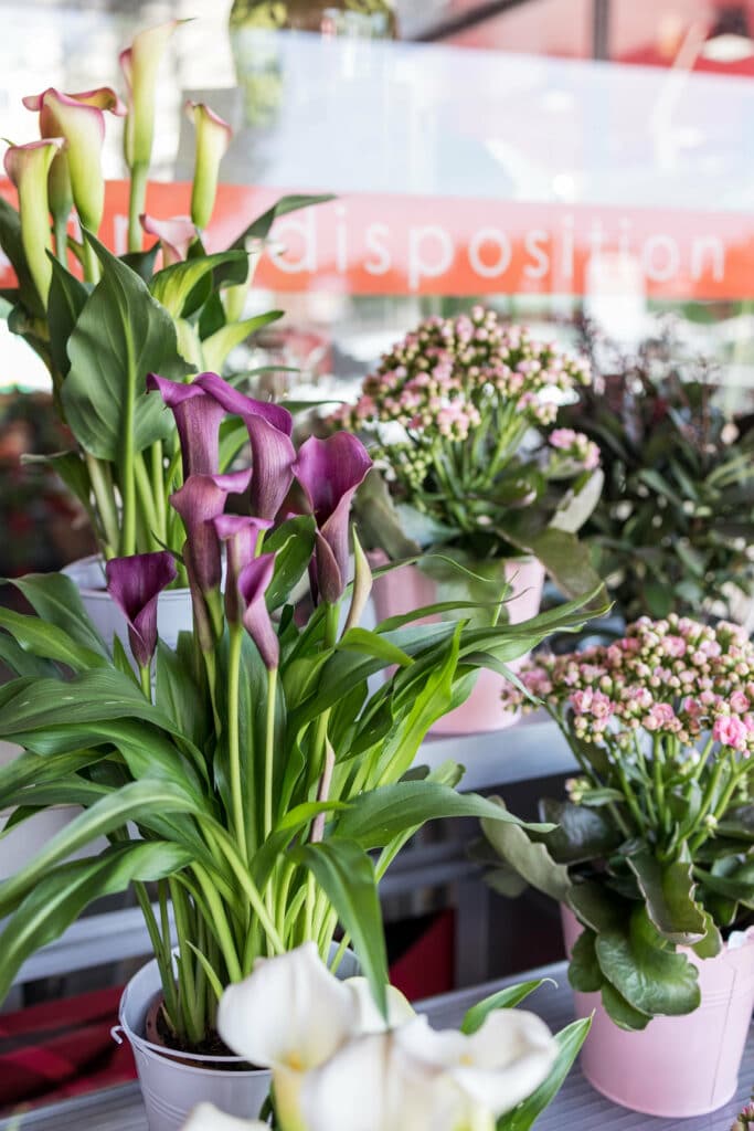 Plantes fleuries