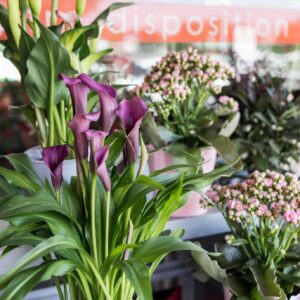 Plantes fleuries