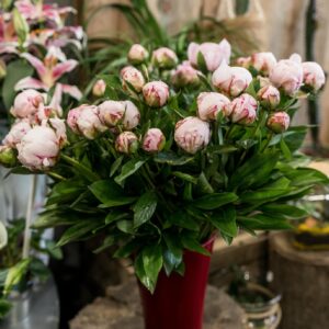 Pivoines coupées