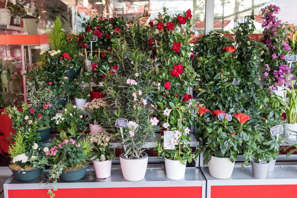 Plantes fleuries pour extérieur