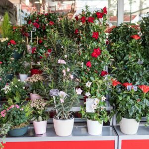 Plantes fleuries pour extérieur