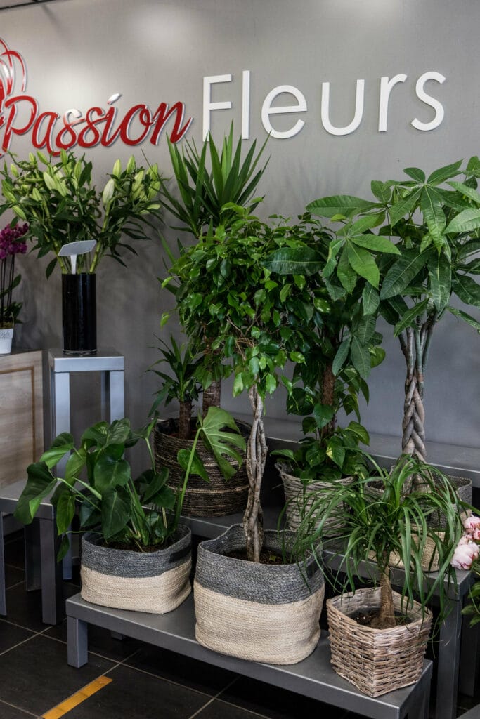 Large choix de plantes d’intérieur sur Villefranche